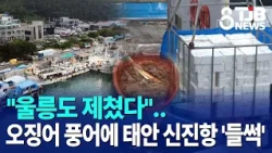 "Surpassing Ulleungdo"... Taean Sinjinhang Port 'Bustling' with Bountiful Squid Catch ｜ TJB Daeje...