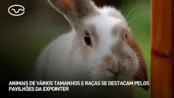 Animals of various sizes and breeds stand out in the Expointer pavilions