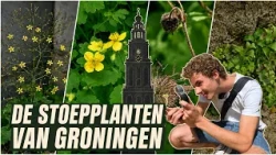 Op pad met Wessel #1 | De stoepplanten van Groningen