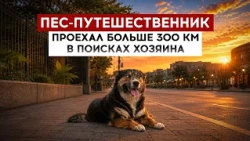 Traveler dog rides over 300 km in search of his owner