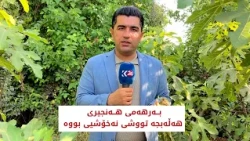 بــەرهەمی هــەنجیری هەلەبجە تووشی نەخۆشی بووە