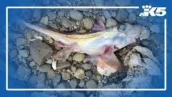 Massive fish-die off underway in Hood Canal due to low oxygen in water
