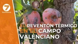 Damage from the "downburst" in the Valencian countryside reaches 17 million euros