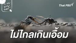 ไม่ไกลเกินเอื้อม | สารคดี Full Frame กระต่ายหมายจันทร์