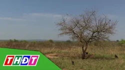 Heatwave could push nearly 50 million people into starvation | THDT