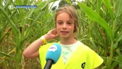 Corn maze in Scherpenheuvel returns: "With a few striking new features"