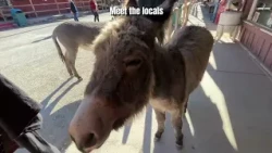 Spring Break Day Trips from Bullhead City Arizona | River, Desert and Route 66 Adventures