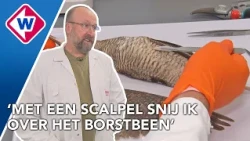 Binnenkijken bij Naturalis: zo wordt een dier opgezet