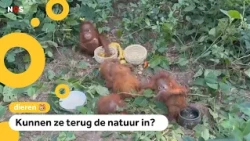 Five baby orangutans rescued: 'They were likely smuggled'