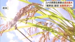 Due to "Rice Surplus"... JA Hare no Kuni Okayama Makes Exceptional Decision to "Postpone" Setting...