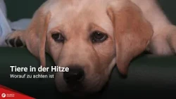 Pets in the heat: What to watch out for