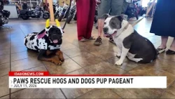 PAWS Rescue hosts pup pageant to boost adoptions as surrenders hit record high