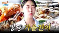 Tasting the gizzard shad 🐟—said to bring even a runaway daughter-in-law back home—at Mangdeok Por...