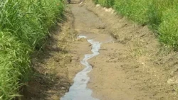 Water emergency, Italy-Switzerland agreement: more water for Lake Maggiore to "save" the rice cro...