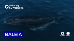 Whale washes up dead in Vila Velha