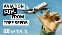 Why farmers are planting oil trees on grazing land | Landline | ABC iview