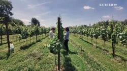 How Professionals Identify Good Wine