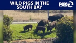 Wild pigs in the South Bay