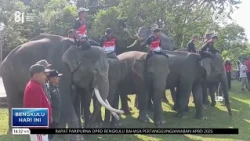 7 SUMATRAN ELEPHANTS PARTICIPATE IN INDONESIAN INDEPENDENCE DAY CEREMONY