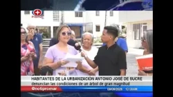 Residents of Antonio José de Sucre neighborhood report issues with a massive tree