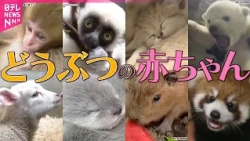 【大集合】どうぶつの赤ちゃん！“頭突き”特訓赤ちゃんヒツジ / ふわふわハイイロアザラシ / ひょっこりお母さんの袋の中から赤ちゃんコアラ / やんちゃざかりのレッサーパンダ（日テレNEWS）