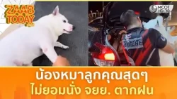 น้องหมาลูกคุณสุด ๆ ไม่ยอมนั่ง จยย. ตากฝน รอรถยนต์มี้มารับเท่านั้น (20 ต.ค. 69) | แซ่บทูเดย์