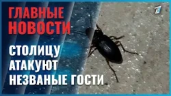 The capital is under attack by uninvited guests