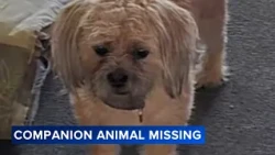 'They're inseparable': Family searches for man's companion dog missing in North Philadelphia