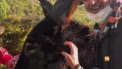 Gualdo Tadino: Farewell to Pirandello the donkey