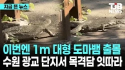 이번엔 1m 대형 도마뱀 출몰...수원 광교 단지서 목격담 잇따라｜ TJB 대전·세종·충남뉴스