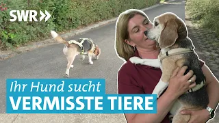 Pettrailing: Ausbildung zum Spürhund