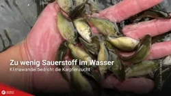 Not Enough Oxygen in the Water: Climate Change Threatens Carp Farming