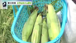 Corn Picking