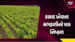 જૂનાગઢના લુશાળામાં ખેડૂતો પર બેવડો માર! વરસાદ ખેંચાતા મગફળીનો પાક નિષ્ફળ, 30% વાવેતર બરબાદ