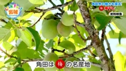 Catch-up Stream [Look For! Miyagi] The Charms of Kakuda City, Miyagi Prefecture: Pickled Plums an...