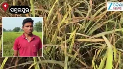Sambalpur News: ତକବା ଗାଁର ଚାଷୀ ଦେବାଶିଷ ବଢ଼େଇ ପାଞ୍ଚ ଏକରରେ ଚକଡା ପୋକ ହୋଇ ଯାଇଥିବା ଅଭିଯୋଗ କରିଛନ୍ତି ।