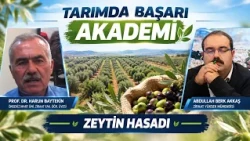 ZEYTİN HASADI I TARIMDA BAŞARI AKADEMİ