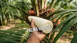 Hybrid Palm: The Solution to Bud Rot! - TvAgro by Juan Gonzalo Angel