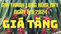 Giá thanh Long hôm nay ngày 8/9/2024 l TV Bình Thuận