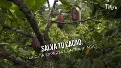 Save Your Cacao: Expert Guide Against Pests - TvAgro by Juan Gonzalo Angel