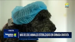 #TeleislasNews I Más de 200 animales esterilizados en jornada gratuita.