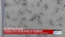 Flooding may bring more mosquitoes to central Kentucky