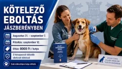KÖTELEZŐ EBOLTÁS JÁSZBERÉNYBEN