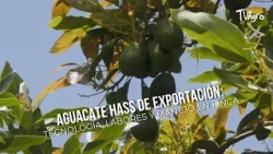 Hass Avocado for Export: Technology, Practices, and Farm Management - TvAgro by Juan Gonzalo Angel