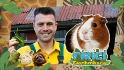 Fíricí Fíochmhara | Muca Guine| Amhrán 🐹