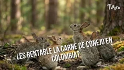 Is Rabbit Meat Profitable in Colombia? - TvAgro by Juan Gonzalo Angel