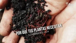 Por qué tus plantas necesitan lombrices hoy - TvAgro por Juan Gonzalo Angel