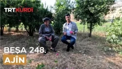 Ajîn - Beşa 248.