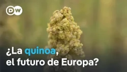 Quinoa is now growing in the Netherlands