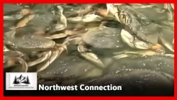 Northwest Connection - Ep. 26-063 - Archive - Dungeness Crab - Host: Robert Pictou